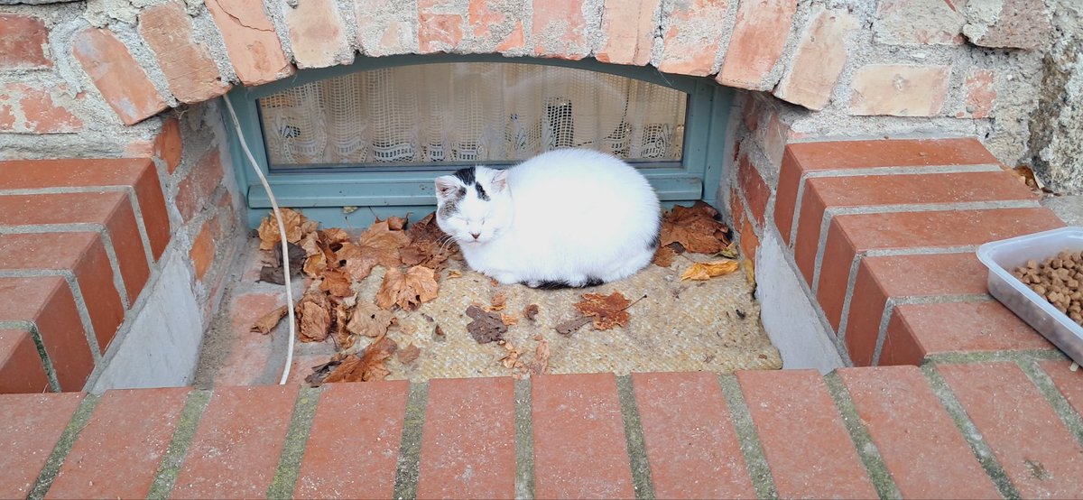 MagdaMarrkefka's tweet image. śliczne kaszubskie #koty, #pies no i #Wdzydze 😍