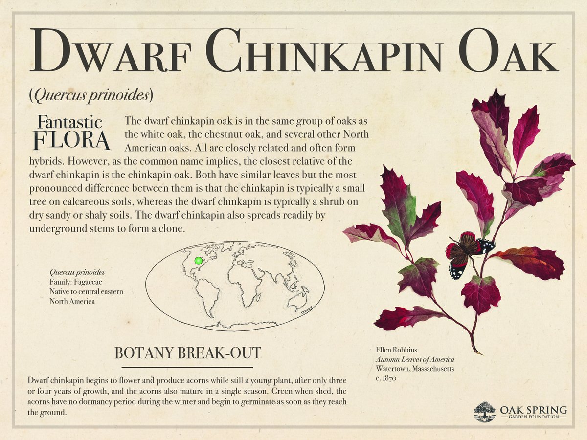 Happy #FantasticFloraFriday! Today we're highlighting another favorite oak, although this one is distinctive for its small stature.

For more offbeat oaks, visit fantasticflora.online.