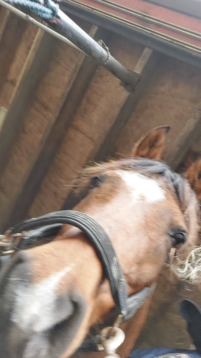 Lunatalksthings's tweet photo. #DBDPetsDay
My little hamsters <3 🐹 https://t.co/TGbelXpADN