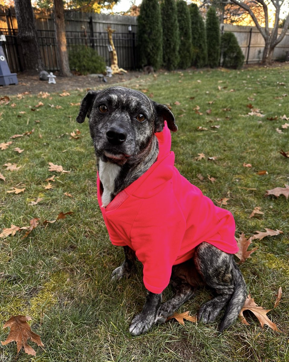 SHERRIMERCURIO's tweet photo. @ElonMuskXOA Maddie the new adopted doggy would love some DOGE for food and training. Fking love what you’re doing. You’re badass. https://t.co/cXYGqxIVgS