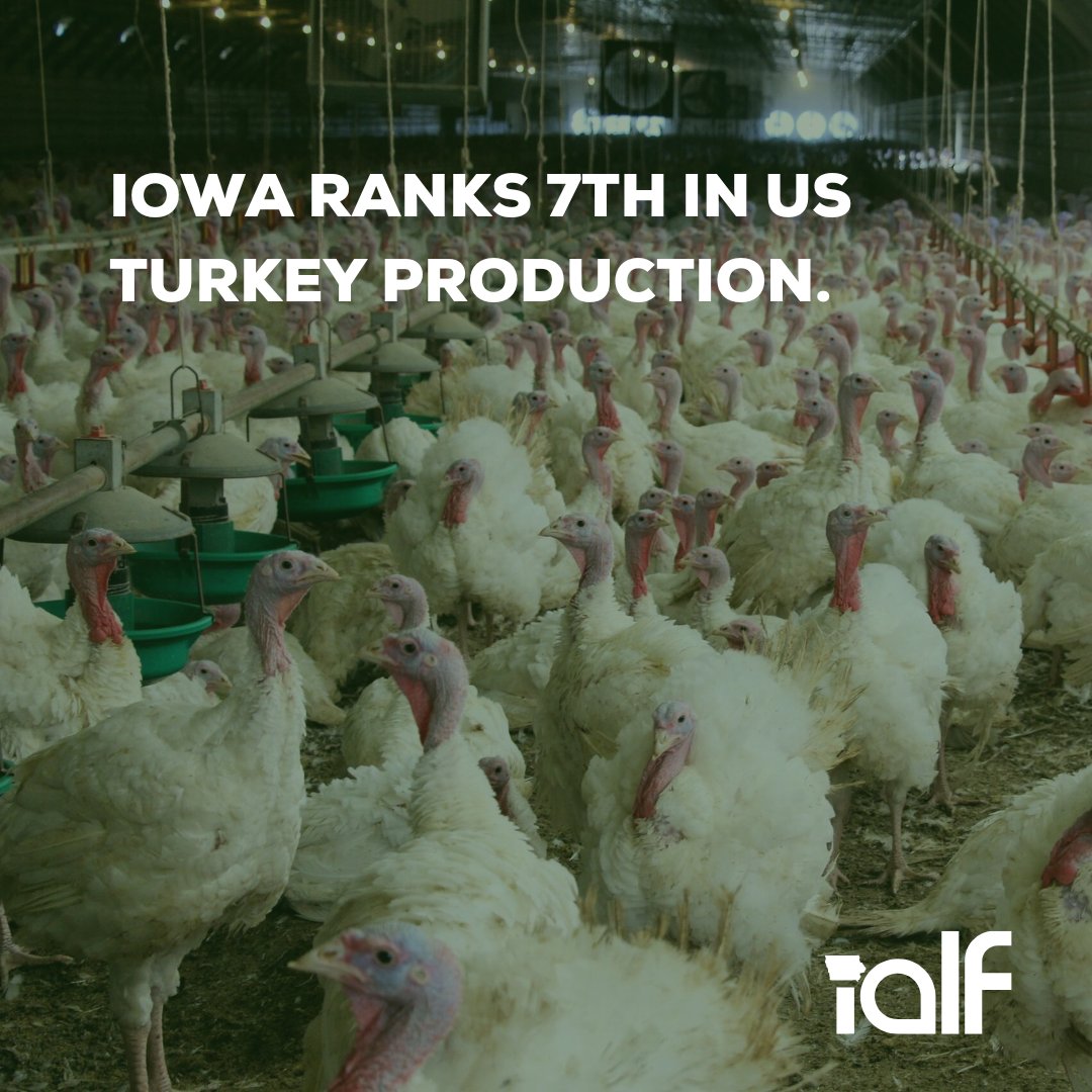 IowaAgLiteracy's tweet photo. Learn more about turkey production with the Gobble Up! Turkey Learning Unit for grades 3-12!

Find the resources and lessons by visiting the For Students tab on our website!
https://t.co/oItBb2UkjR https://t.co/yQJaOOmjbq