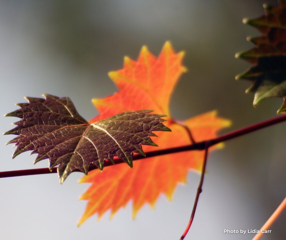 FLStateParks's tweet image. Fall into adventure at Florida State Parks! 🍂✨

With cooler temperatures and vibrant foliage, it's the perfect time to explore hiking trails, enjoy scenic picnics and witness the beauty of nature in transition. Whether you're kayaking through tranquil waters or simply soaking