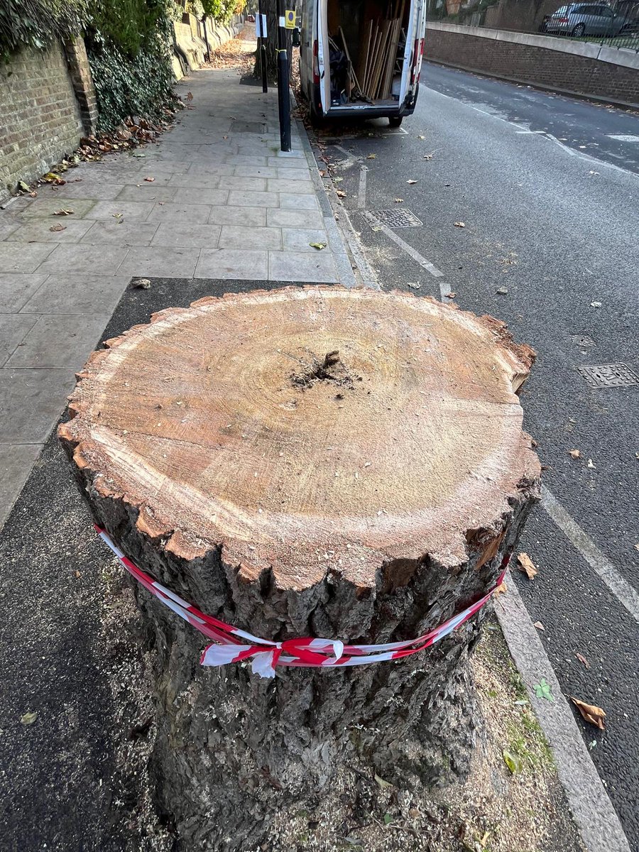 Haringey Tree Protectors tweet media