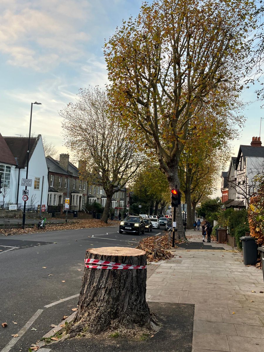 Haringey Tree Protectors tweet media