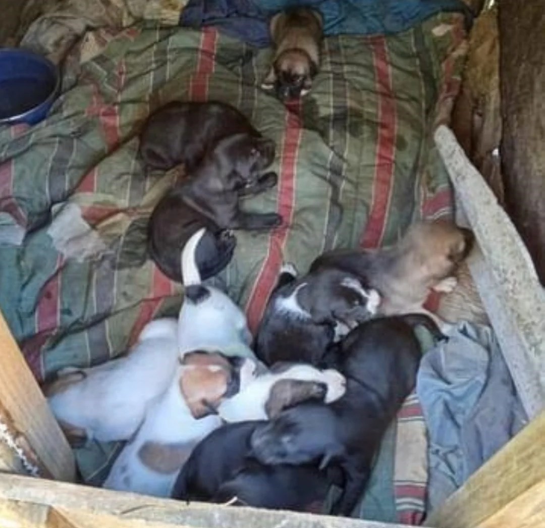 Estos perritos, por lo que se puede apreciar serían 10, fueron abandonados en Camino a Punta de Parra en Tomé. Se requiere entregarlos en adopción urgentemente. Si deseas darle(s) un hogar, comunícate al +56973706636. Favor RT!
#Tomé