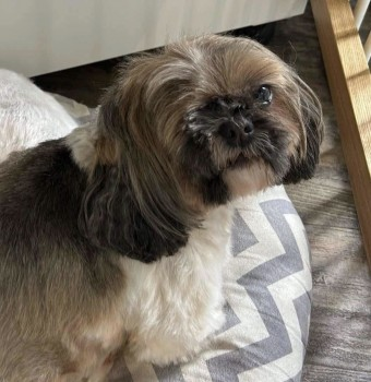 millypod1's tweet photo. Peanut has been FOUND SAFE by local farmer stuck in some reeds. Now home safe.
THANKS FOR RT's 😊🐕🐾
🆘9 NOV 2024 #Lost PEANUT #ScanMe
Tri coloured Shih Tzu Female *HAS ONE EYE*
Spalding Road, Twenty, Bourne, #Lincolnshire #PE10 https://t.co/3G7CHSgzoN https://t.co/SZ3Hxmapie