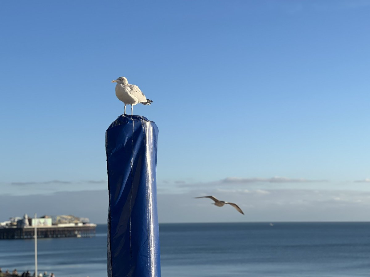 Alice Lu tweet media