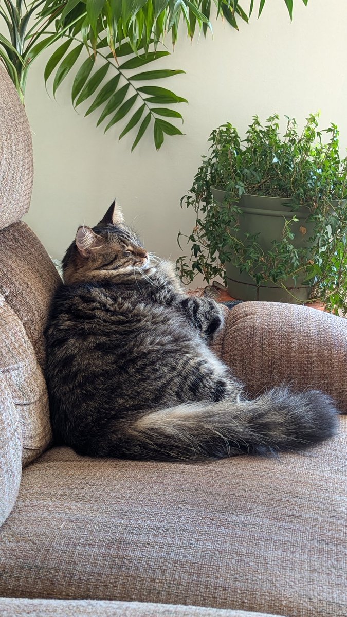 IntrovertWealth's tweet image. Afternoon nap time for Da Wheeze.