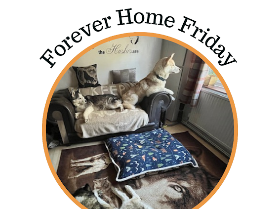 Happy Forever Home Friday RATS family. This Friday it’s  loveable Yogi’s story. Some of you may remember him as Loki. 
​
Read more here👉🏻facebook.com/share/p/1ChWbn…
#AnimalRescue #ForeverHomeFriday