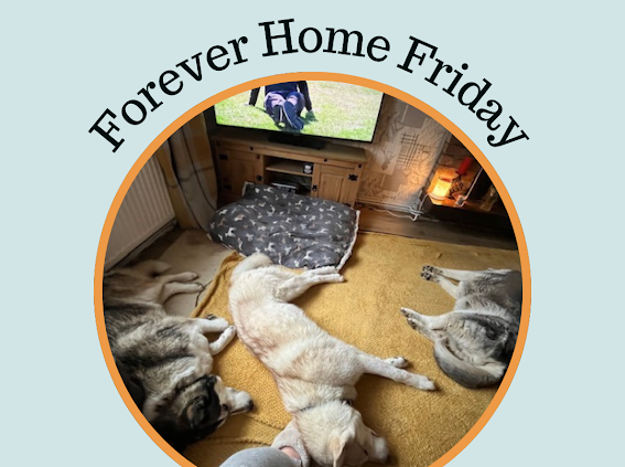 Rehoming Animals Telephone Service tweet media
