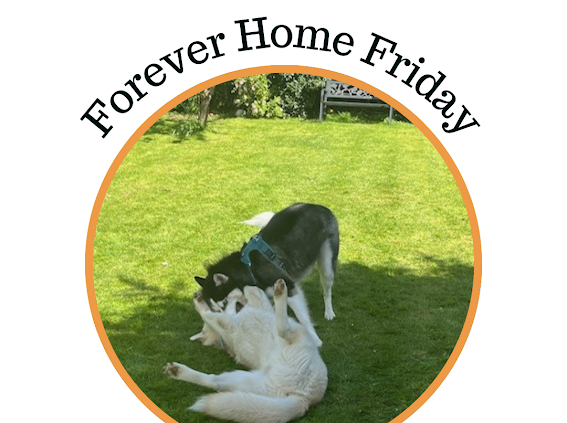 Rehoming Animals Telephone Service tweet media