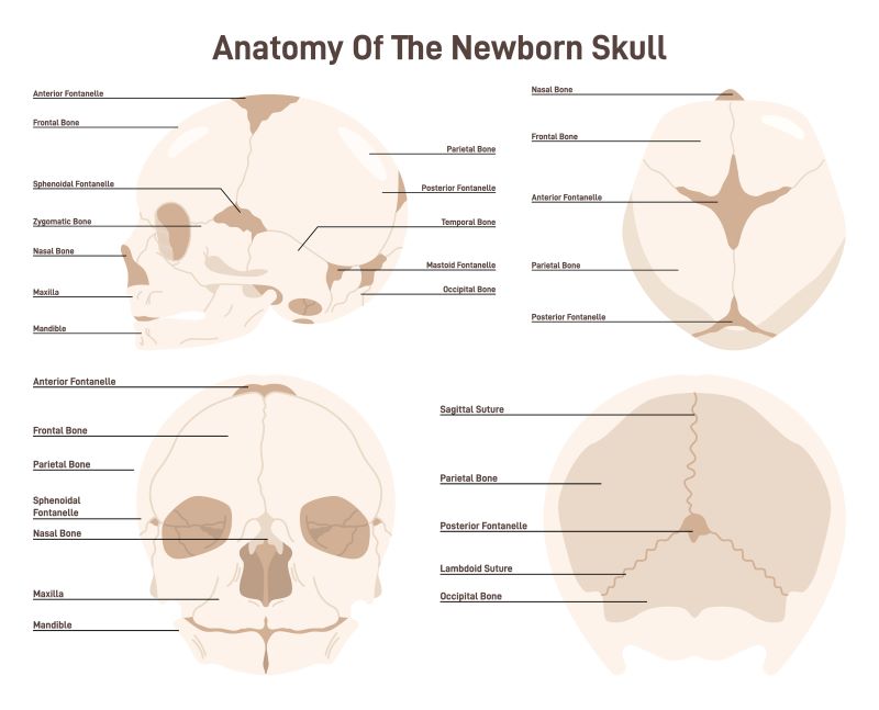 Quick Reference: Infant Skull (bones, sutures, and fontanels)