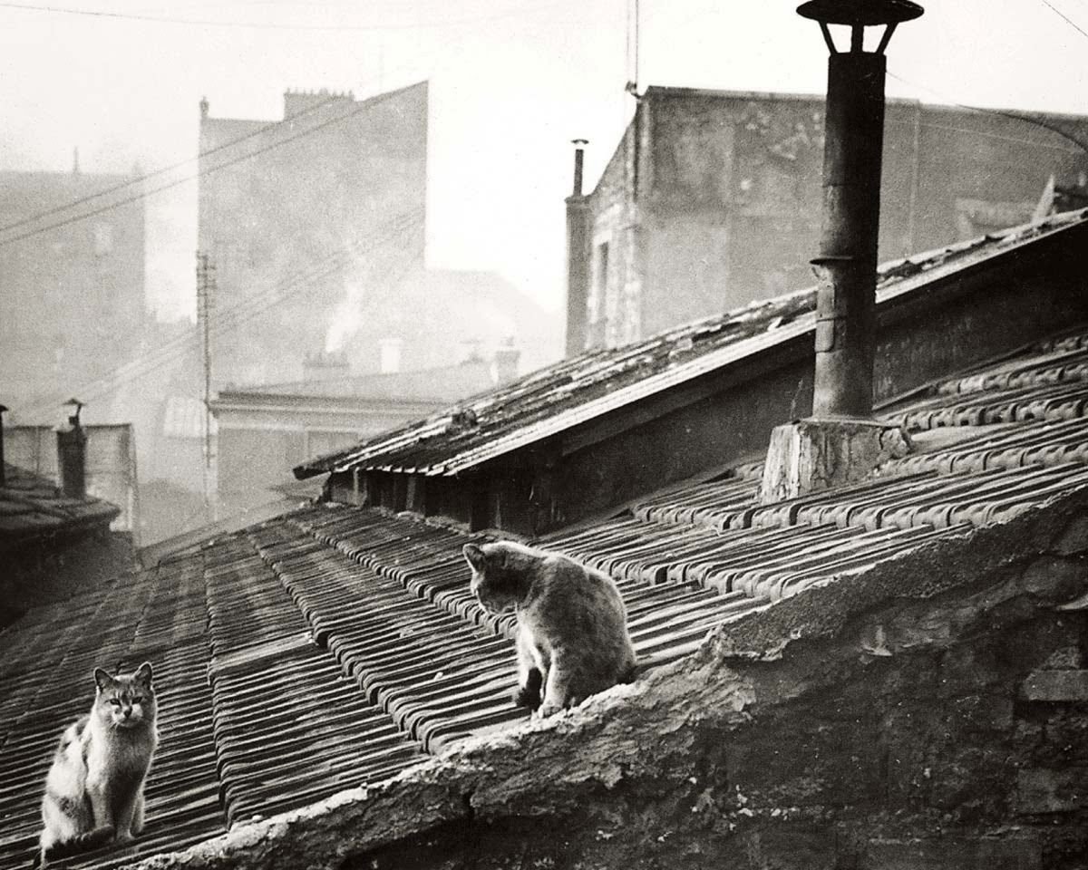 vintagestuff4's tweet photo. Edouard Boubat
Cats on a roof in Paris
1947 https://t.co/ewY3FtE86V