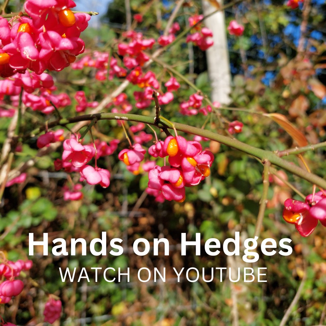 Good news 🎉Our Hands on Hedges DVD has now been converted to a digital format and is available to view on YouTube. The series of five short videos covers how to understand, plant, and manage hedgerows.

➡️ youtube.com/playlist?list=…

Let us know what you think!
