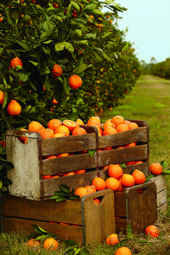 aurimushrooms's tweet photo. ~Vitamin C Rich Fruit~

Vitamin C is among the most important micronutrients for your immune system

• Growth of White blood cells
• Boosts activity of natural killer cells
• Reduces inflammation
• Aids in absorption of iron

It's one of the most potent antioxidants in our entire body...

So any dietary source of vitamin C is extremely important

Oranges. Kiwis. Acerola cherries. Citrus fruits. Fruit juices. Strawberries. Raspberries. Camu Camu

All are great sources to consider ^