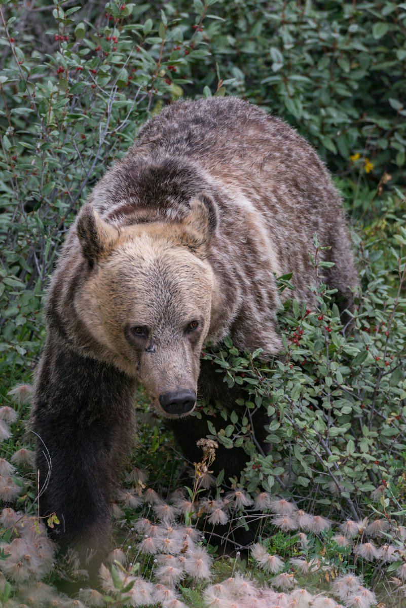 Nature Calgary has joined Nature Alberta and 8 other nature organizations in urging the Alberta government to reverse the Wildlife (Grizzly Bear - Ministerial)  Amendment Regulation, which permits the hunting of grizzly bears. buff.ly/3ARu4Jy