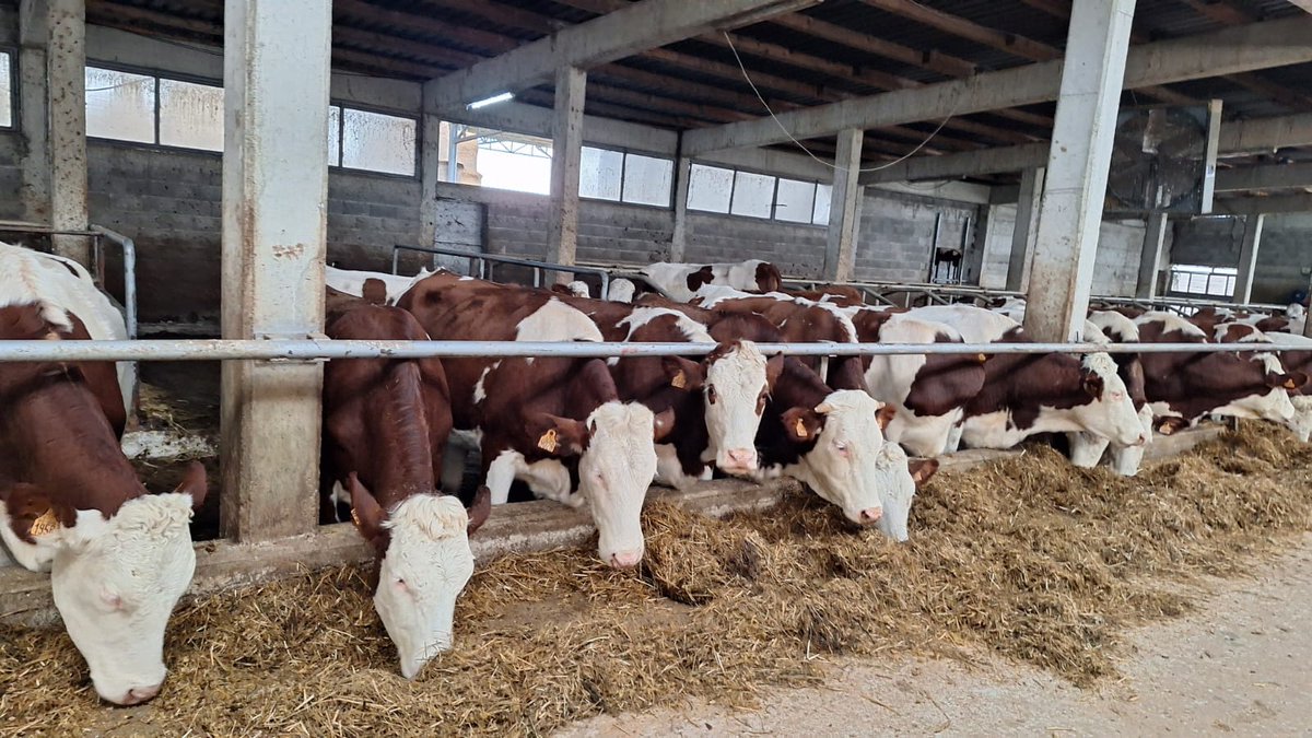 Olivier_Guerot's tweet image. Rencontre avdc des éleveurs à #Peja, #Klina et #Istog et leurs 🐄🐄🇫🇷. Ce sont des #Montbéliardes, connues pour la quantité&amp;amp;qualité de lait 🥛🧀, leur longévité, robustesse et adaptation. Le programme de subvention des vaches laitières au profit des éleveurs🇽🇰 est apprécié.