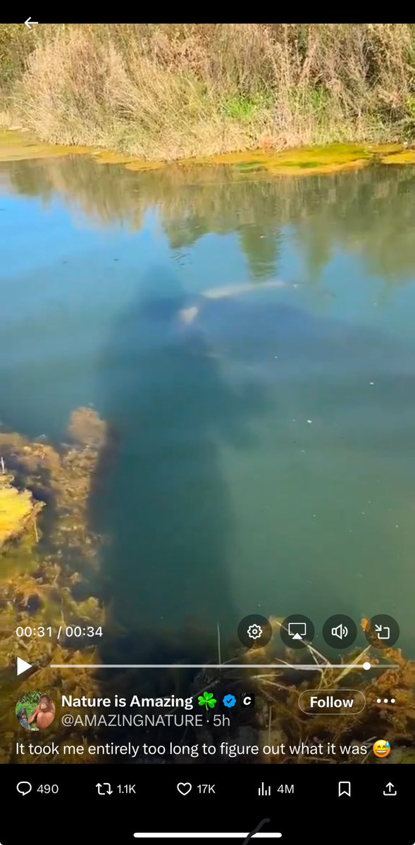 NathanSimpson22's tweet photo. @AMAZlNGNATURE Why are we not discussing that the freaking Grim Reaper was filming this?? https://t.co/UDjWlQZXjs
