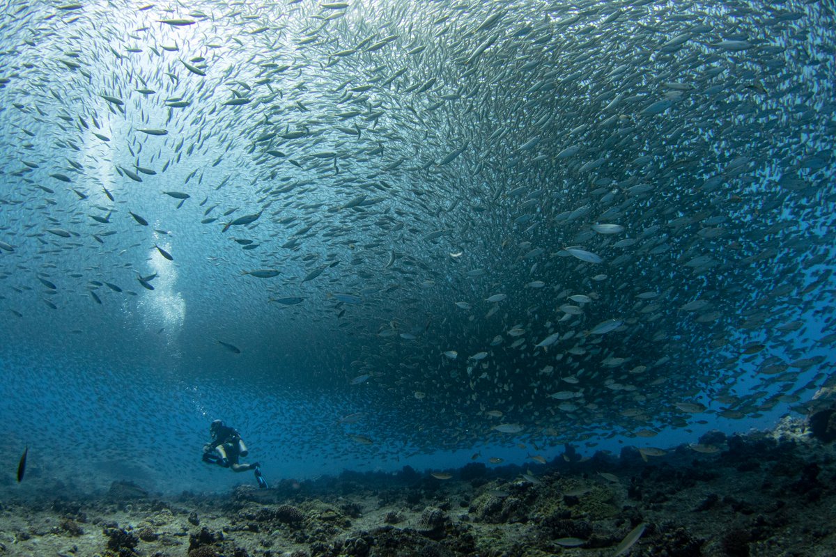 📣 New data available in the NCRMP Data Visualization Tool! Fish biomass, density, and occurrence data for the CNMI and Guam through 2022 are ready for you to view and download. ncrmp.coralreef.noaa.gov
📸: NOAA Fisheries/Jeff Milisen