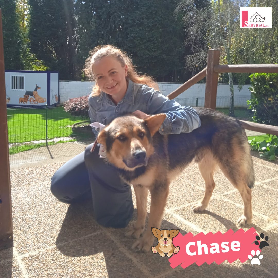 Nos encanta ver así de feliz a Chase 🐶 Después de pasar un tiempo con nosotros, ya le hemos encontrado una familia que lo va a tratar a las mil maravillas ✨

¡Gracias por adoptar! 🙏

#Adopción #Servigal #AdoptaResponsablemente