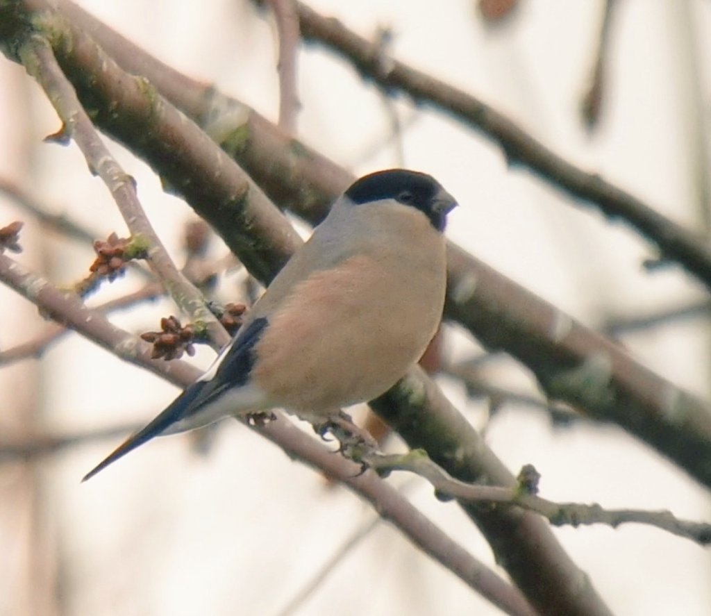 The White Falcon 💙 tweet media