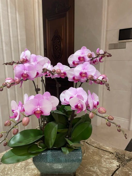 A two-meter-high peach blossom tree was also placed on the balcony.#AmbienceSense #peach blossom #flowers that embellish life