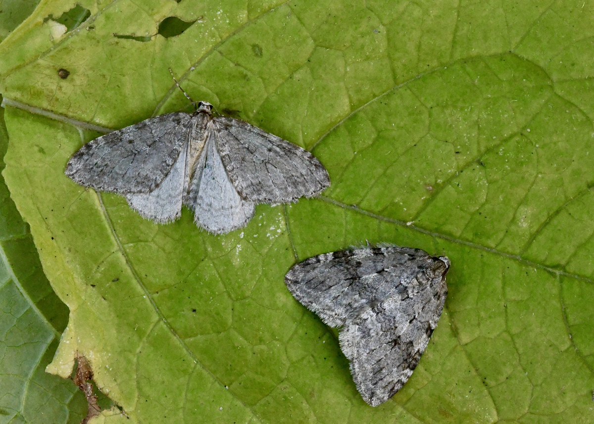 Kevan Brett (@kevanbrett) on Twitter photo Well it’s that time of year, December and November agg #moths in the garden last night, also 4 D-back and 4 LBAM <a href="/norfolkmoths/">Norfolk Moths (Jim Wheeler CMR)</a> @NorfolkNats <a href="/BC_Norfolk/">BC Norfolk</a> Well it’s that time of year, December and November agg #moths in the garden last night, also 4 D-back and 4 LBAM <a href="/norfolkmoths/">Norfolk Moths (Jim Wheeler CMR)</a> @NorfolkNats <a href="/BC_Norfolk/">BC Norfolk</a>