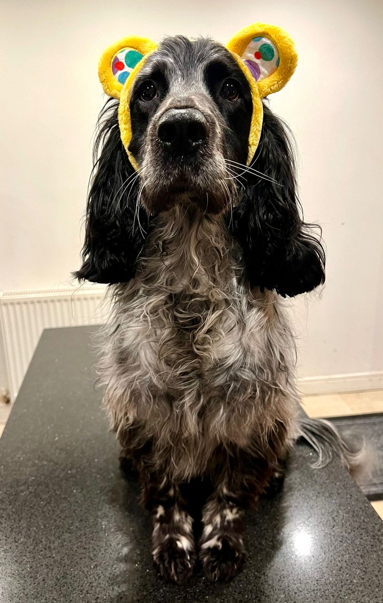 East Mids Fire Dog (@midsdog) on Twitter photo Barney is getting in the spirit and settling down to support <a href="/BBCCiN/">BBC Children in Need</a> tonight Barney is getting in the spirit and settling down to support <a href="/BBCCiN/">BBC Children in Need</a> tonight