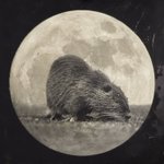 Photo by The Singular Fortean Society (@singularfortean)