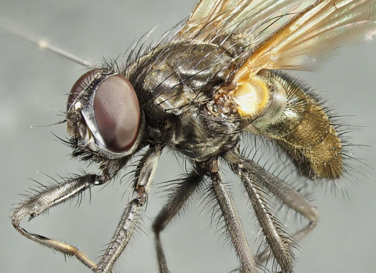 UK Muscidae & Fanniidae Study Group tweet media