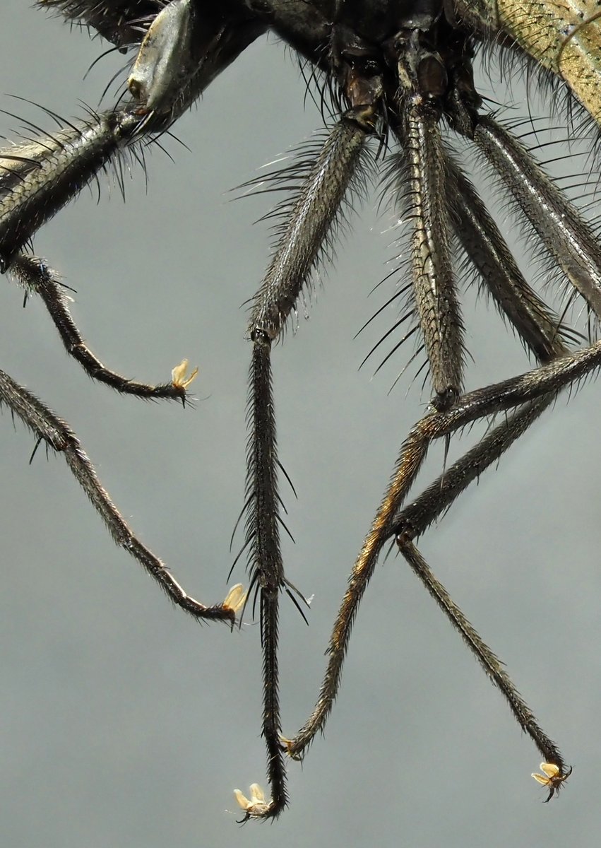 UK Muscidae & Fanniidae Study Group tweet media