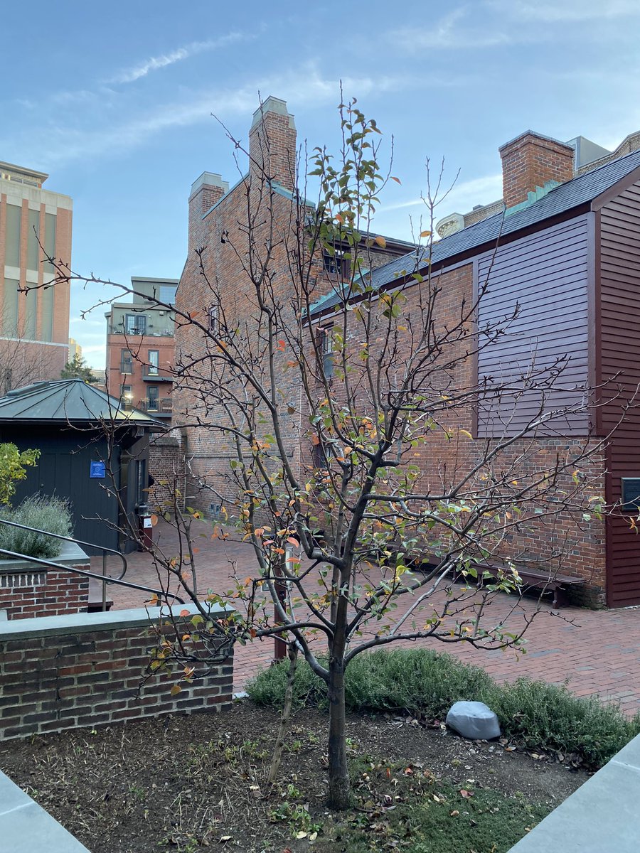 PaulRevereHouse's tweet photo. Will this be our last #FallFoliageFriday post of 2024? Only time will tell! https://t.co/2O3q8OOgLV