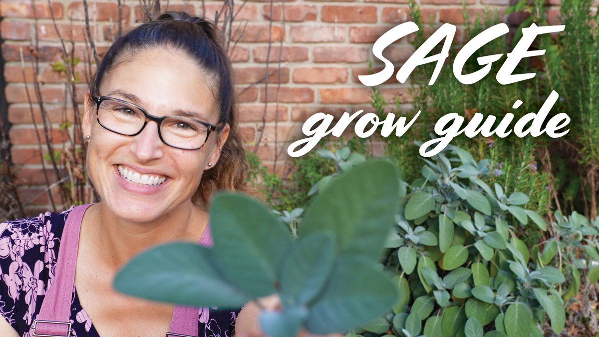 askresprout's tweet photo. Our COMPLETE #herbgrowing guide on how and when to plant garden #sage, outdoors and indoors, plus soil, propagation, fertilizer, sun/shade, harvesting, drying, and preserving tips! https://t.co/aDJo56d3fa https://t.co/7LLwGlf0Ki