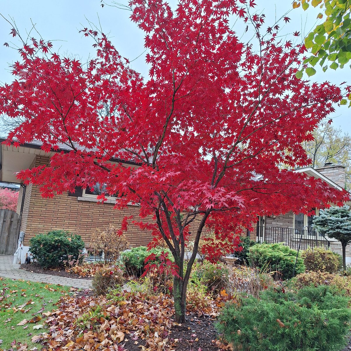 Canadian women celebrating a trifecta. Red all the way.