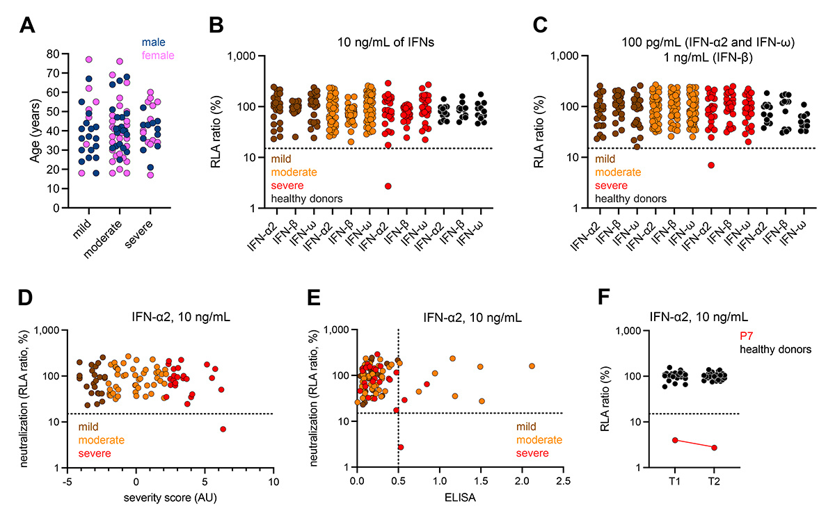 Journal of Experimental Medicine (@jexpmed) on Twitter photo .<a href="/grvsadrian/">Adrian Gervais</a> et al. <a href="/casanova_lab/">Casanova Lab</a> show that auto-Abs neutralizing type I IFNs underlie an increasing list of severe arboviral diseases due to Flaviviridae (WNV, TBEV, POWV, USUV) or Togaviridae (RRV) viruses transmitted to humans by mosquitos or ticks. hubs.la/Q02WCx850 .<a href="/grvsadrian/">Adrian Gervais</a> et al. <a href="/casanova_lab/">Casanova Lab</a> show that auto-Abs neutralizing type I IFNs underlie an increasing list of severe arboviral diseases due to Flaviviridae (WNV, TBEV, POWV, USUV) or Togaviridae (RRV) viruses transmitted to humans by mosquitos or ticks. hubs.la/Q02WCx850