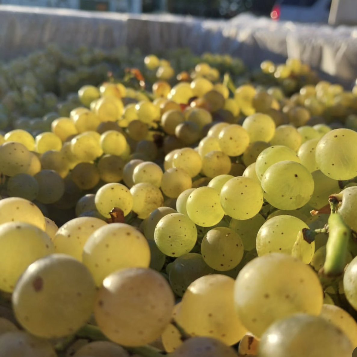 Tomorrow is Happy Trees Fest from 12-6PM!  Don’t miss the release of our Skin Contact Vidal Blanc wine + Fran VIELMA Jazz Orchestra Live at 12:30 and the return of our ANXO Burger smashburger pop-up!