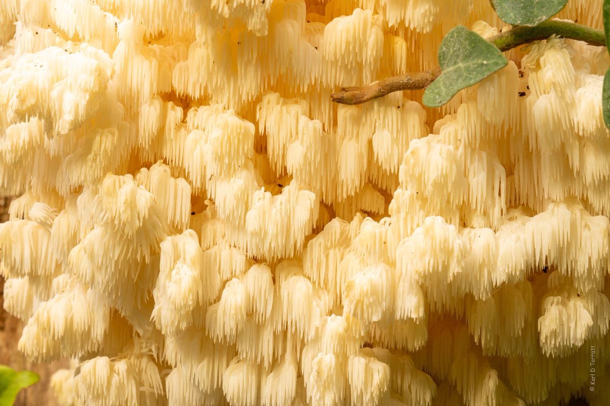 It is #FungiFriday 🍄 

Our team got rather excited this week when they discovered this fantastic specimen on the Commons.  

Collins Complete Guide to British Mushrooms and Toadstools says the Coral tooth (Hericium coralloides) is: 

“Arguably our most beautiful fungus"