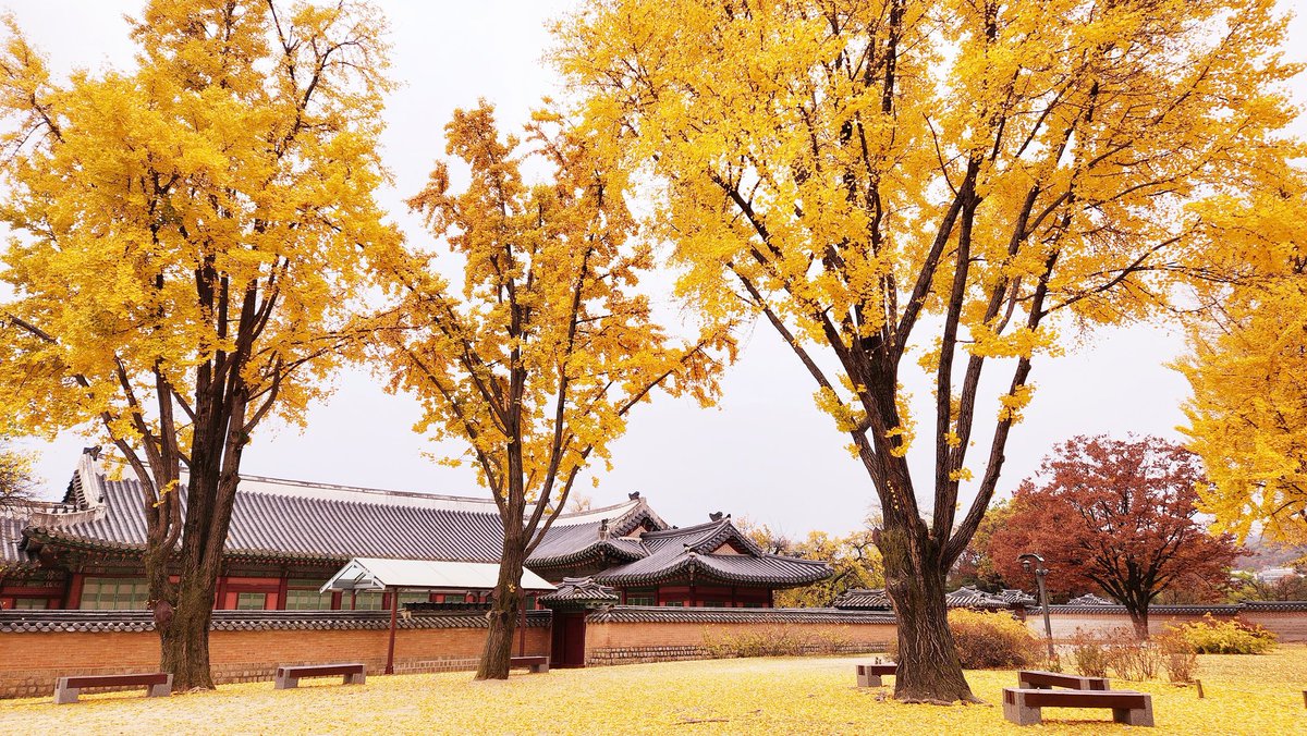 <🌟은행나무 노랗게 물드는 가을날의 경복궁🌟>

💛💛황금빛 은행잎이 
바람에 흩날리는 
경복궁 자경전 일원💛💛

#경복궁 #가을 #은행나무
#은행잎 #노랑 #황금빛
#낙엽 #자경전 #포토존
#산책 #나들이 #사진
#GyeongbokgungPalace
#Visit #Seoul #Korea