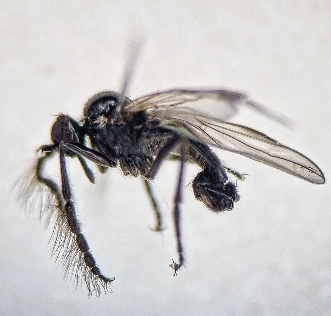 Dagger Flies (Empididae) a fascinating group of flies with 103 species occurring in Ireland. I have now digitised the historic and more recent records which are now available online here: 
maps.biodiversityireland.ie/Dataset/366?or… 
I look forward to expanding this dataset over the coming years.