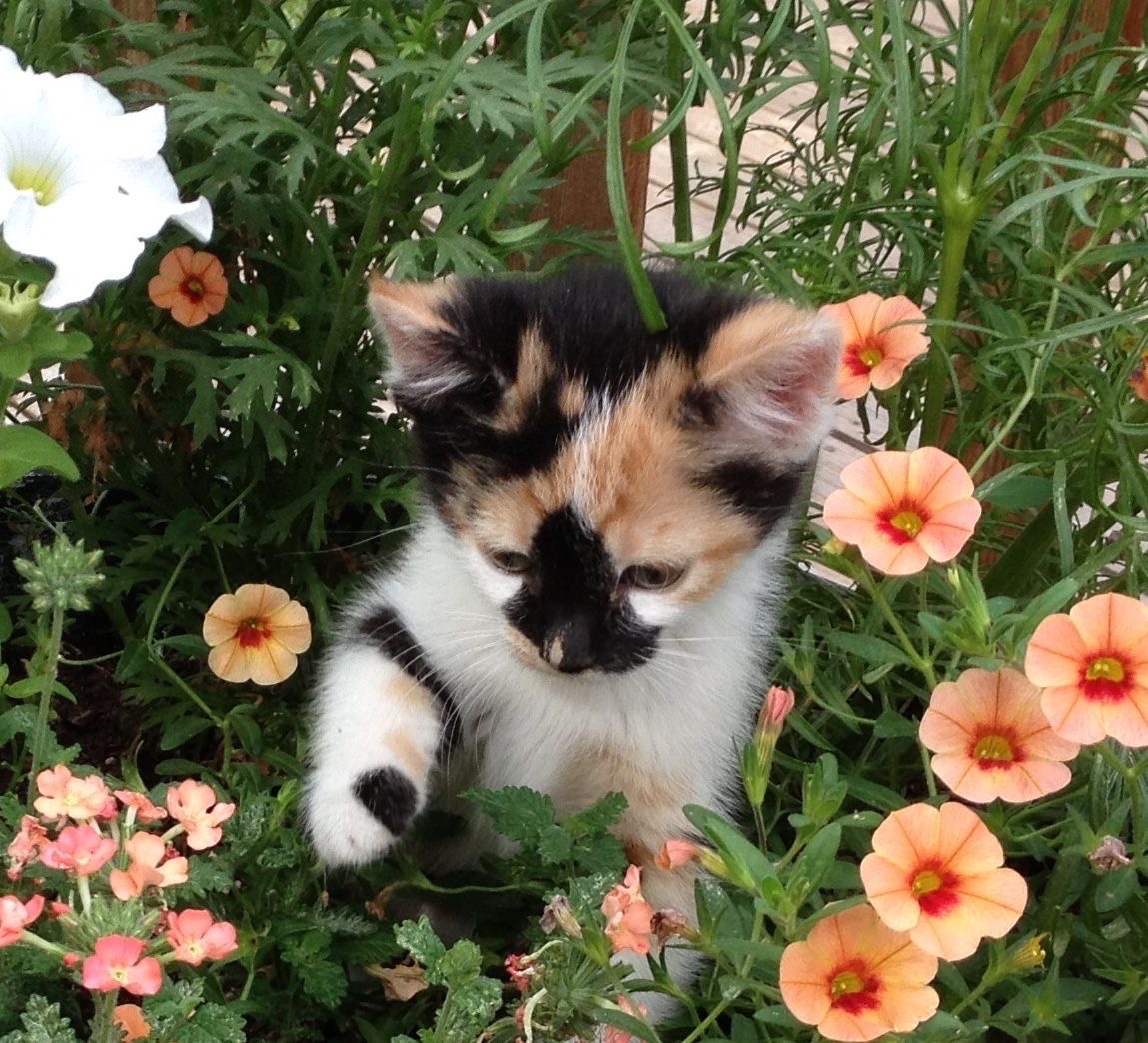 cat archives tweet media