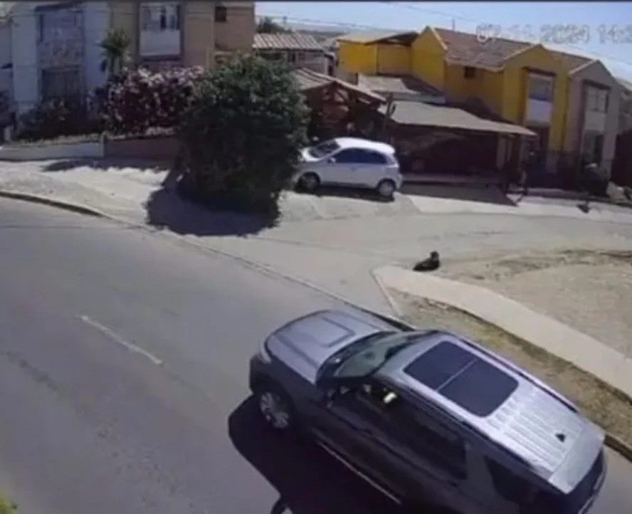 (1) No soy de hacer funas, pero esto me sobrepasó. El día de ayer la dueña de este automóvil vio a una perrita comunitaria viejita tendida en la calle, se detuvo, retrodeció, se puso en marcha y le pasó por encima causándole la muerte. Foto 1 de 4.
#Coquimbo