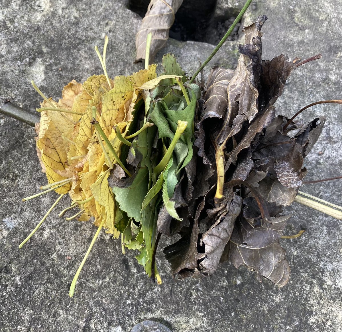 We made colour graded leaf kebabs this morning.