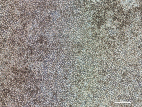 Joaquim Vives tweet media