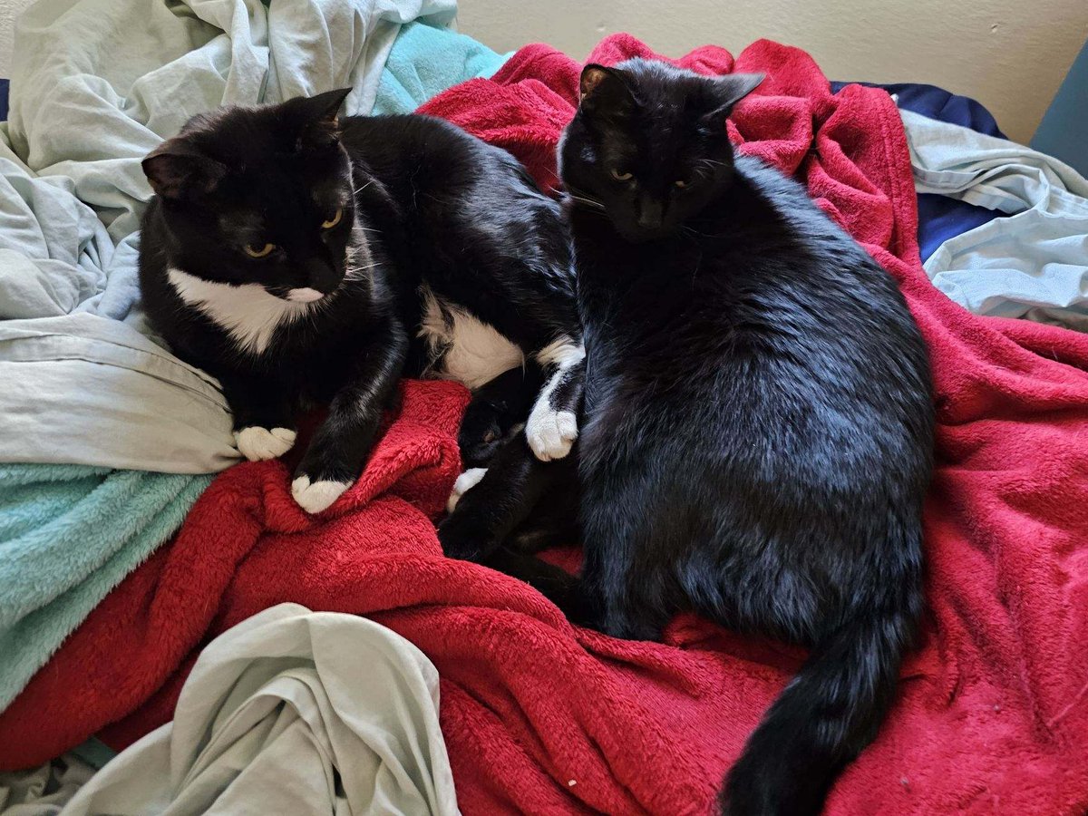 Wednesday & Nikolai tweet media
