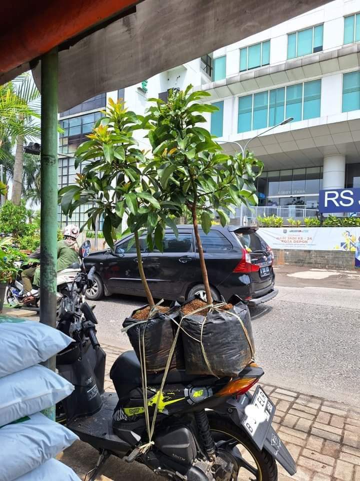 daunjaya's tweet photo. Bibit Alpukat Miki
Hasil perbanyakan sambung pucuk
Delivery:  Jak-sel, Jak-tim, Depok &amp; Tangsel 
Lokasi : Jak-Sel
Info: 085697397496 https://t.co/tpWWejinIz