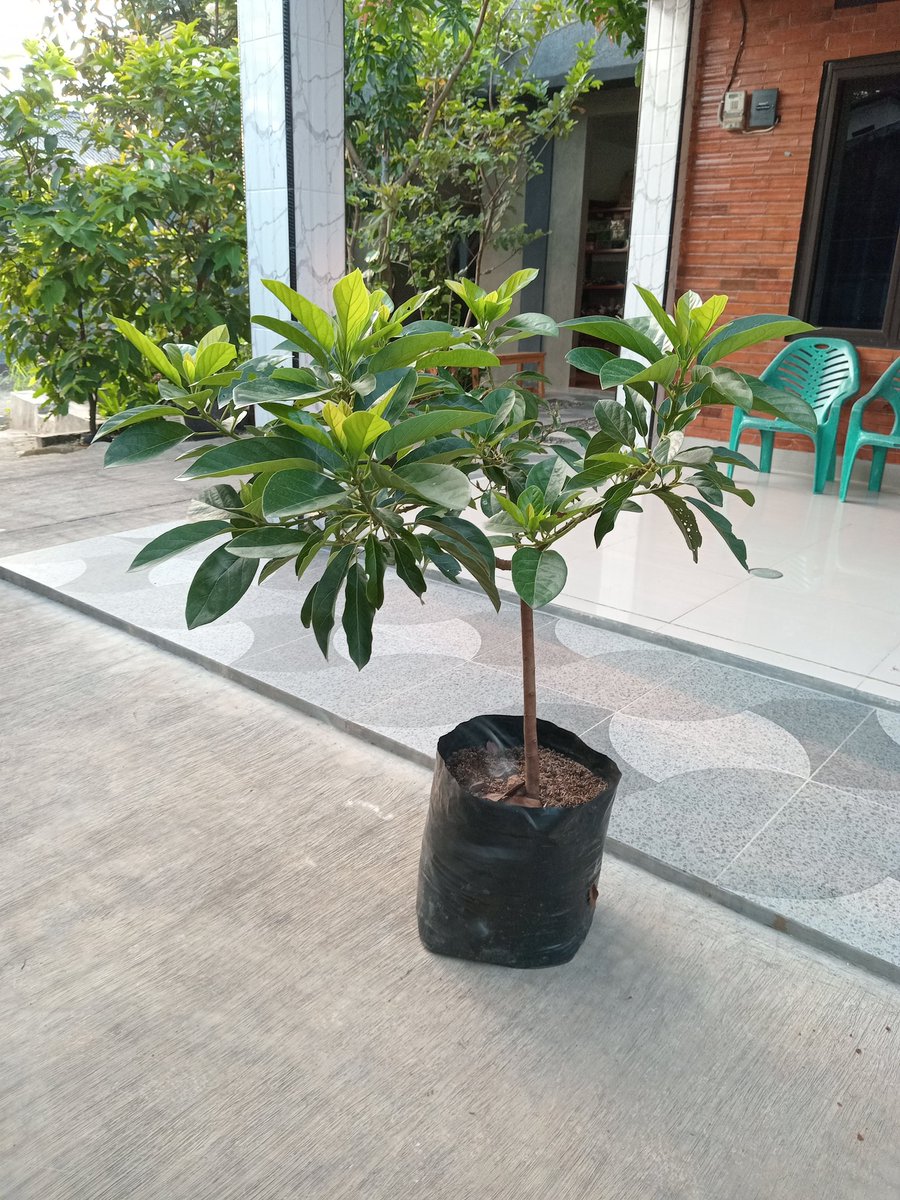 daunjaya's tweet photo. Bibit Alpukat Miki
Hasil perbanyakan sambung pucuk
Delivery:  Jak-sel, Jak-tim, Depok &amp; Tangsel 
Lokasi : Jak-Sel
Info: 085697397496 https://t.co/tpWWejinIz