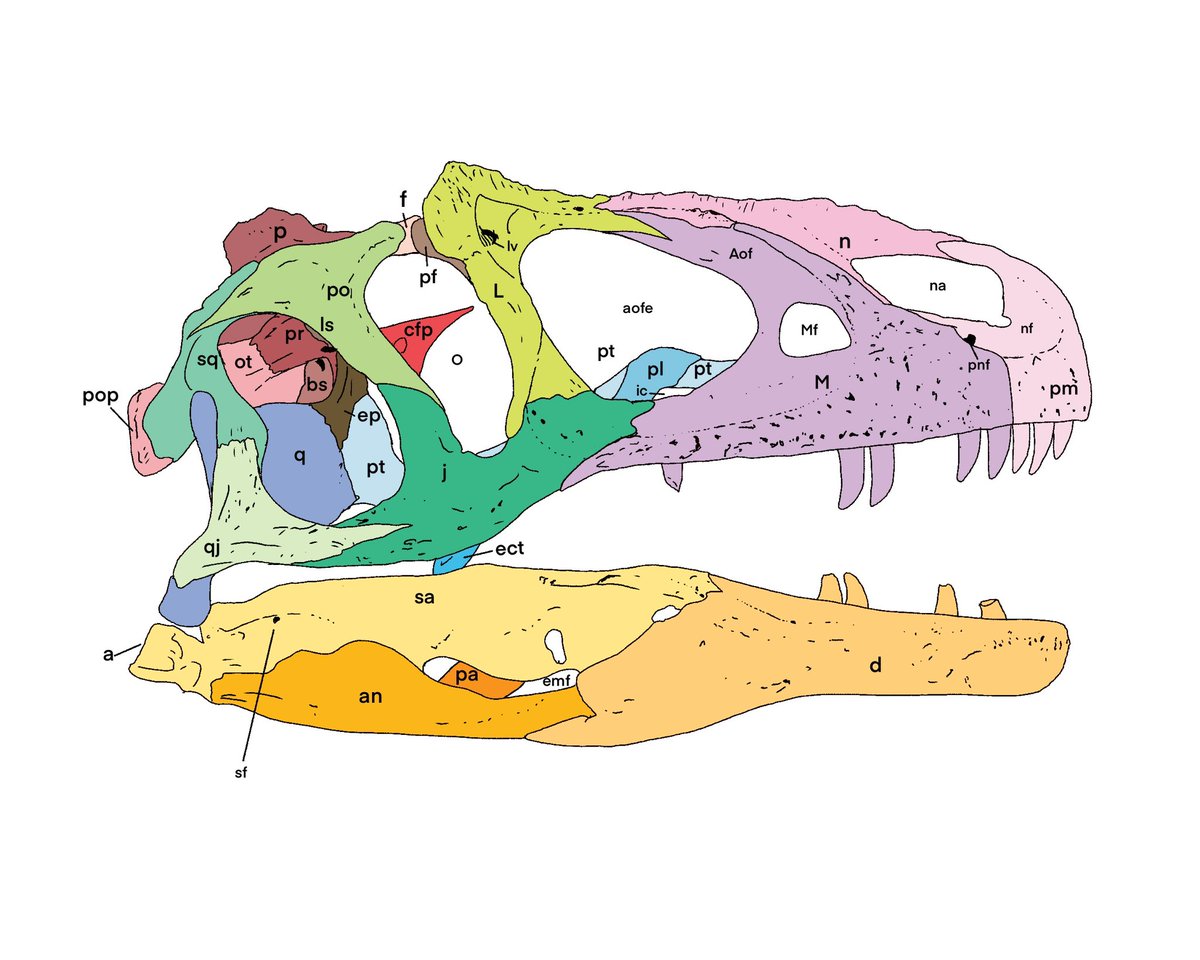 Happy birthday and #FossilFriday to Allosaurus fragilis!