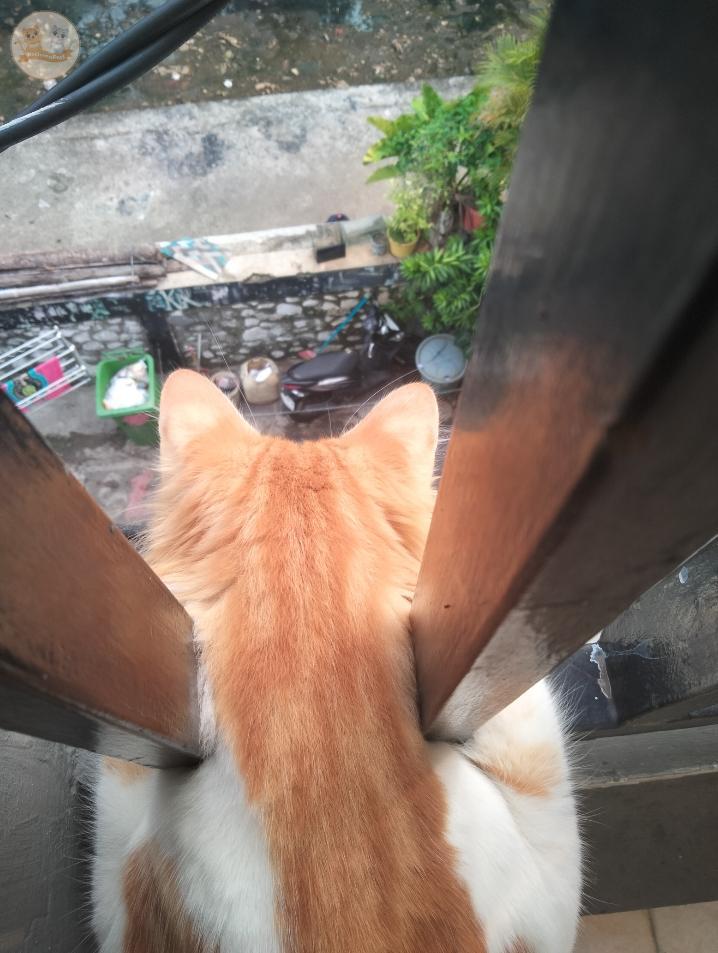 Kcg! Gue tinggal lt 3, biasanya ini pager gue tutup kardus,karena Kaka masi piyik, skrang,udh gede badannya gue buka, dan ini yg terjadi KEPO🤣(gue jagain seblah)mana anabul kamu yg kepo,liaaat😼