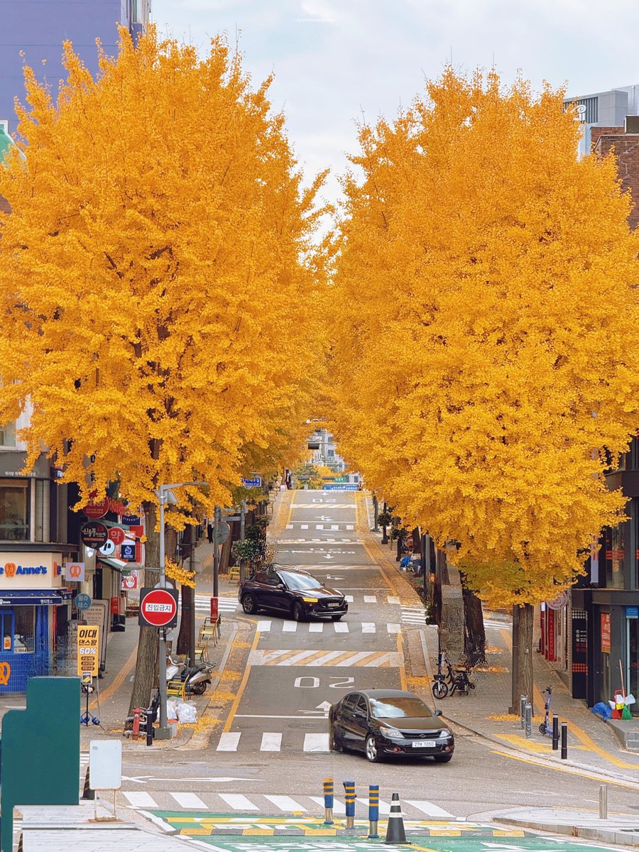 ajummabakorea's tweet photo. อีฮวาสวยมากตอนนี้ 🥹 
อัพเดทล่าสุดเช้านี้ (16.11.67) หน้ามหาวิทยาลัยอีฮวาเหลืองทองแบบนี้เลย ฟินม้ากก 
ปีนี้หนาวช้ากว่าทุกปี ใบไม้เปลี่ยนสียังฉ่ำอยู่เลยค่า 🍂 https://t.co/lKE34zfm5U