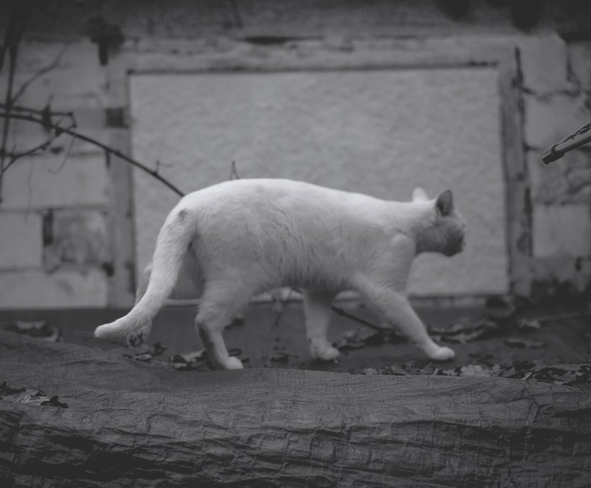 StefanLoper's tweet photo. #cat #cats #catlovers #cats_of_world #catholicism #catsofinstagram #catsinstagram #cats_today #cats_of_the_world #catfamily #catdaily #catpics #catlife #catsarelife #catsforever #catsofgram #catpictures #catphotos #catsarefunny #catsofinstaworld #catgang #cattime #catmoms #kittys https://t.co/tGmNdilMdO